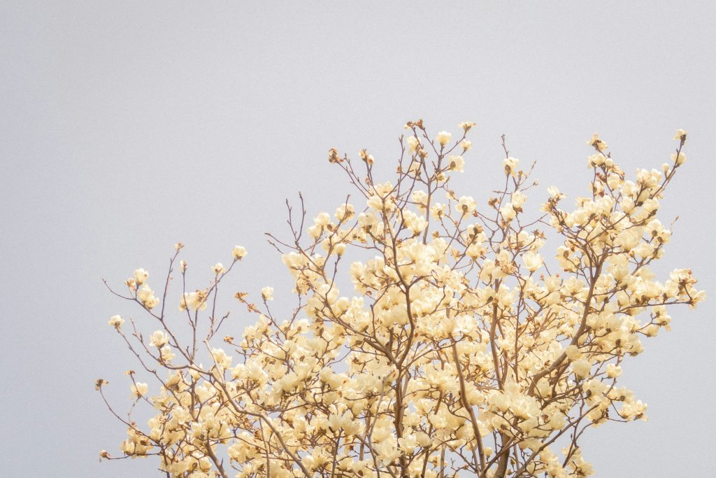 Zarte, weiße Blüten entfalten sich an einem Baum vor einem hellen Himmel. Das Bild vermittelt Ruhe, aber auch Sensibilität – ein Sinnbild für das oft intensive Erleben von Menschen mit Hochsensibilität.